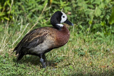 White-faced whistling duck