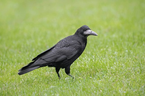 Rook