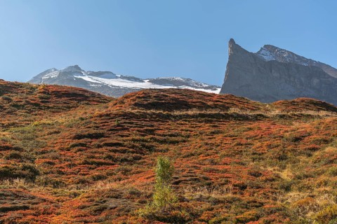 Autumnal red-coloured alpine bearberry