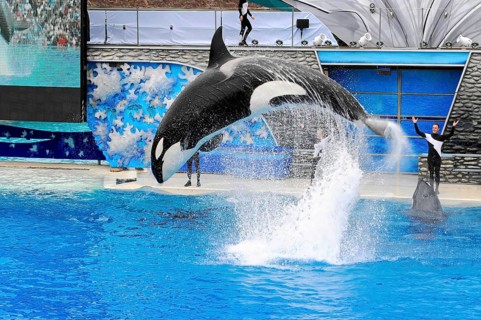 Dressed killer whale