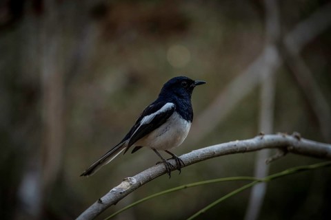 Magpie Robin bird in the dry forests of western Madagascar