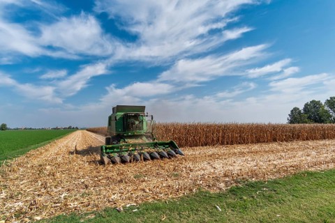 Maize harvest near Pieve di Cento