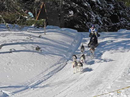 Double team with 6 dogs at a sled dog race