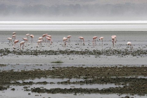 Lesser flamingos