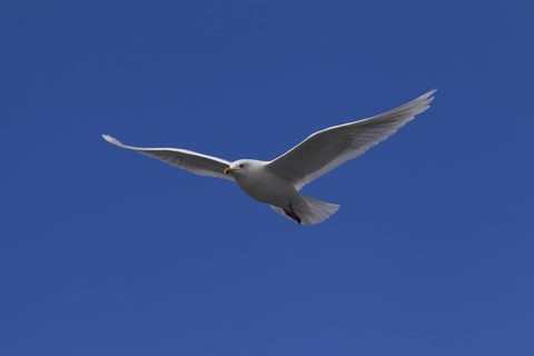 Glaucous gull