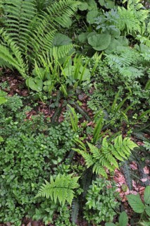 Undergrowth vegetation in forest showing ferns and bramble in spring