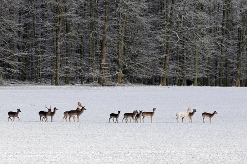 Herd of European fallow deer