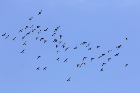 Little auks