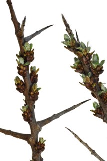 Common sea-buckthorn