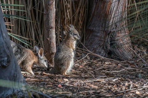 Wallabies in Australia