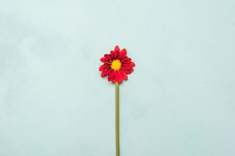 Top view beautiful spring daisy