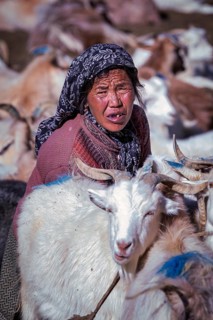 Changpa nomad milking goats