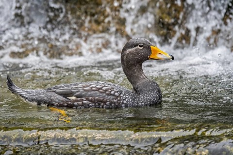 Fuegian steamer duck