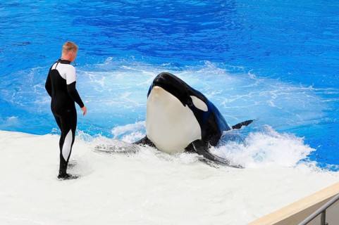 Dressed killer whale