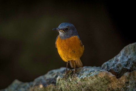 Madagascar Rock Thrush