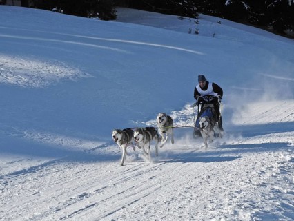 Double team with 4 dogs at a sled dog race