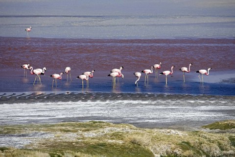 Andean flamingos