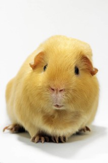 Cute golden cavy