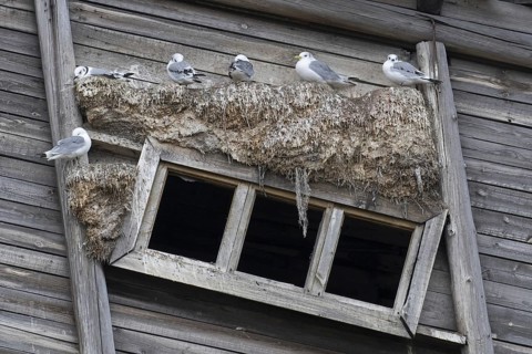 Black-legged kittiwakes