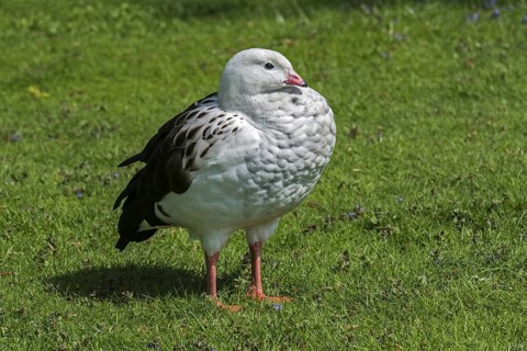 Andean goose