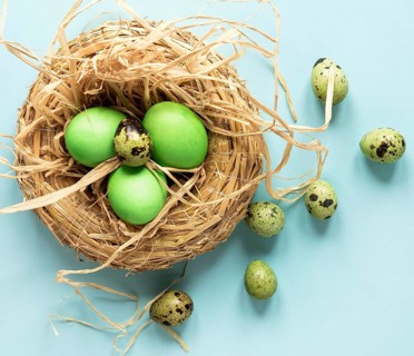 Green easter chicken quail eggs