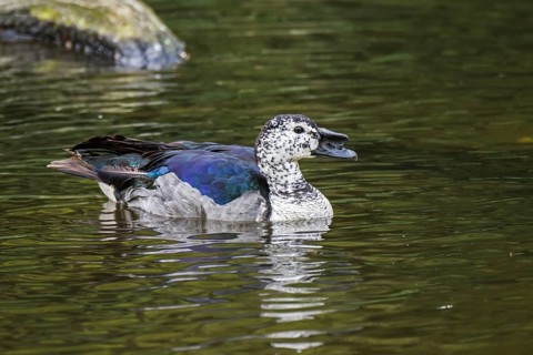 Male knob-billed duck