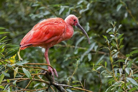 Scarlet ibis