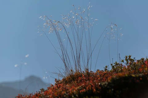 Grasses and alpine bearberry