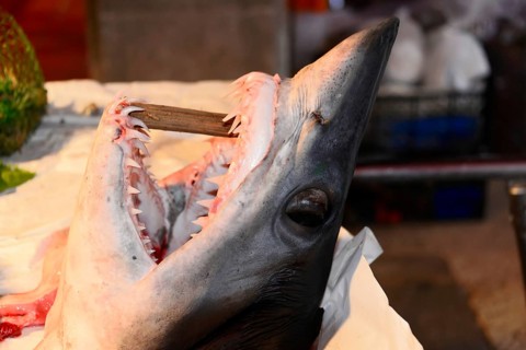 Large fish head