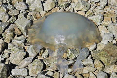 Barrel jellyfish