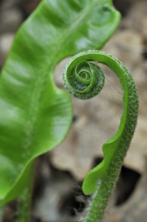 Hart's tongue fern