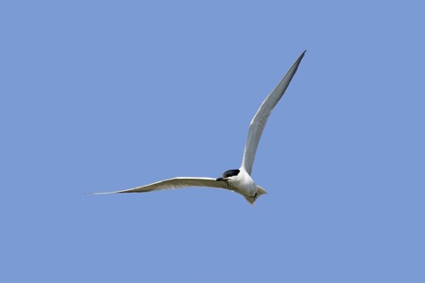 Gull-billed tern