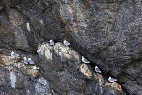 Black-legged kittiwakes