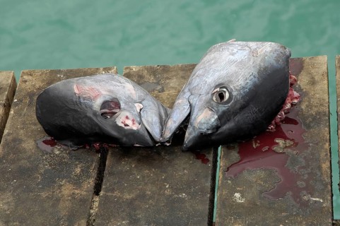 Cut-off heads of yellowfin tuna
