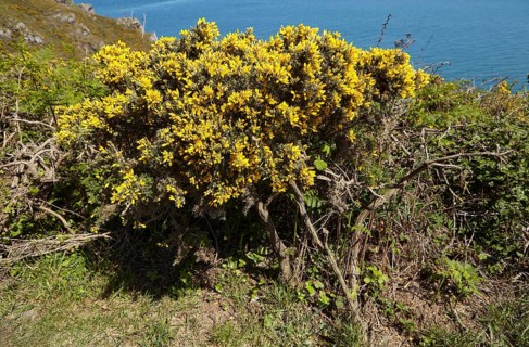 Common gorse