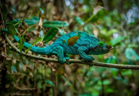 Subspecies of the Parson's chameleon