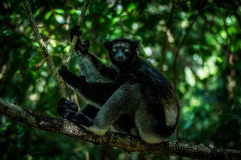 Indri lemur in the rainforests of eastern Madagascar