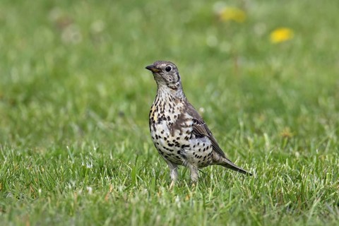 Mistle thrush
