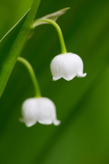 Lily of the valley