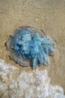 Barrel jellyfish