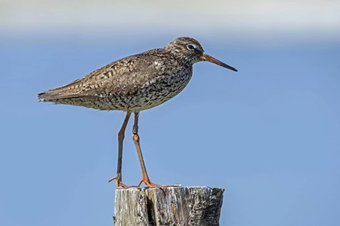 Ringed common redshank