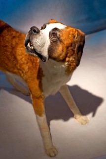 Stuffed St Bernard