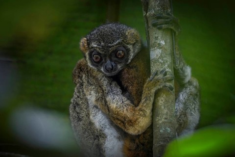 Eastern woolly lemur in the rainforests of Andasibe National Park in eastern Madagascar