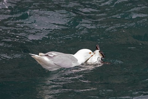 Glaucous gull