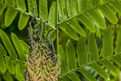 Royal fern