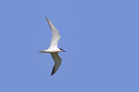 Gull-billed tern