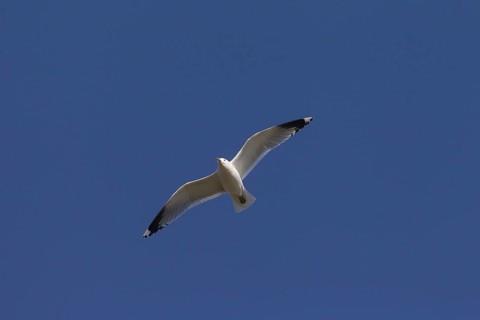 Common gull