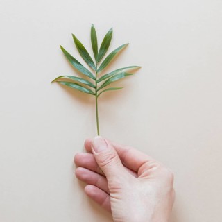 Person holding tiny plant beige background