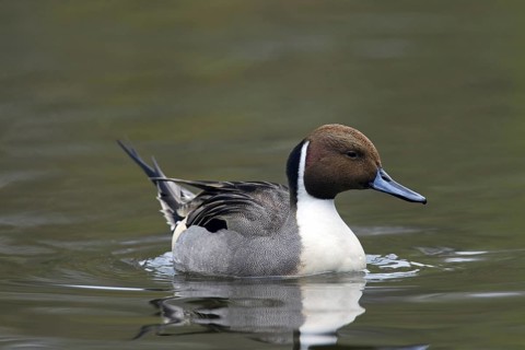 Northern Pintail