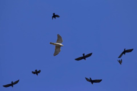 Northern goshawk